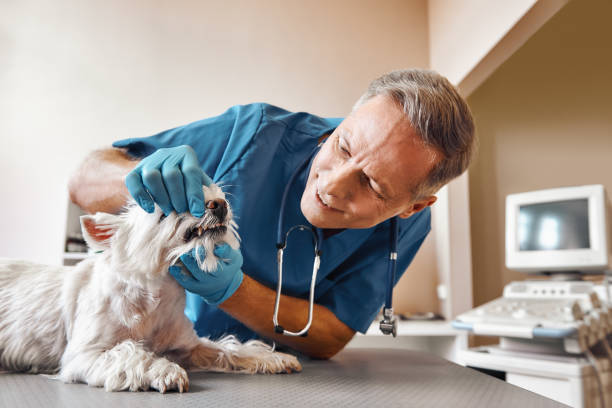 Best Emergency Treatment for Dental Infections or Abscesses in Lake Lifornia, CA
